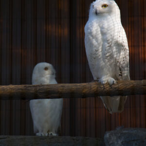 Snow Owls