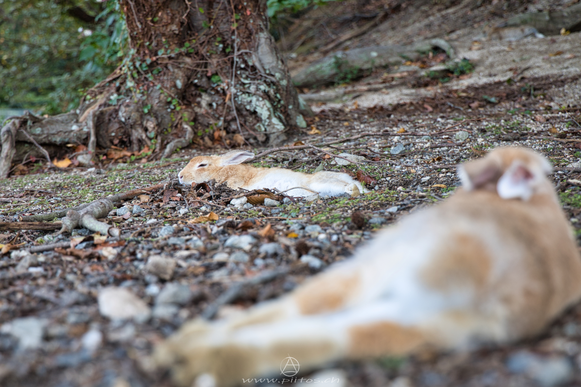 japan-rabbit-island (2)