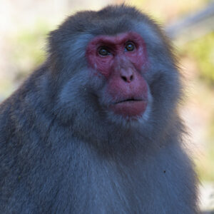 Snow Monkey